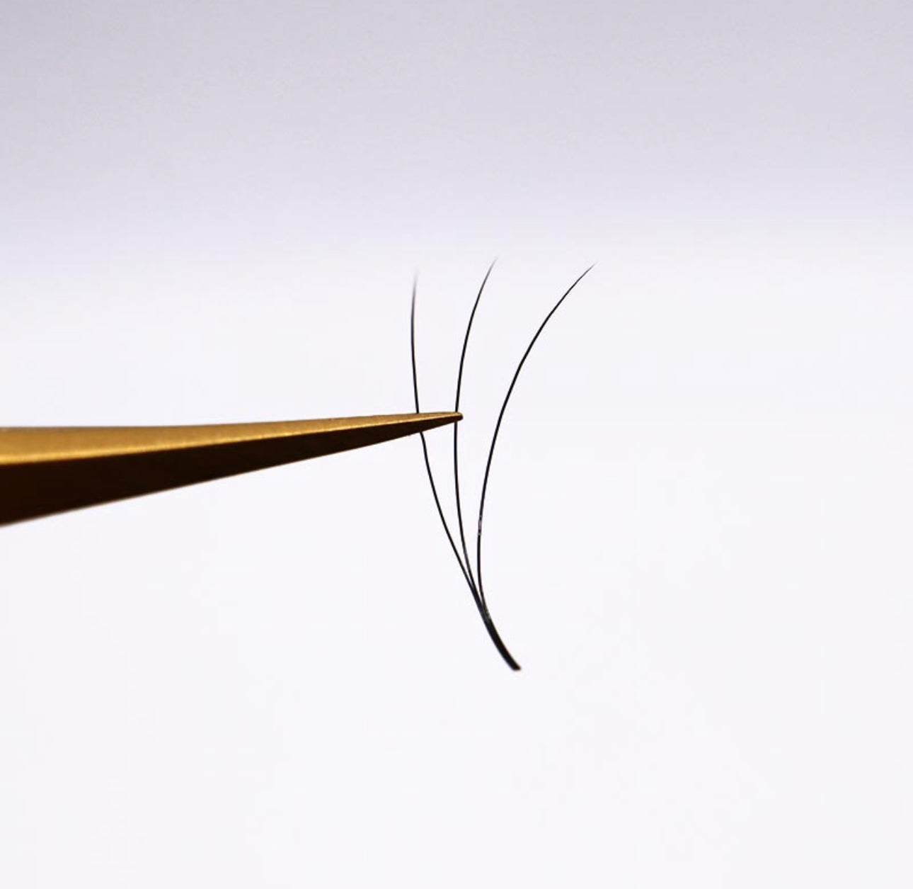 3D 500 Fächer LashBae- Fertige Wimpernfächer Volumenwimpern